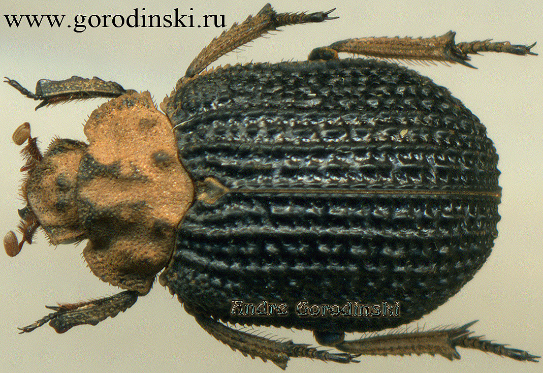 http://www.gorodinski.ru/scarabs/Trox radula.jpg